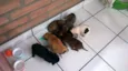 São 7 Filhotes