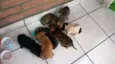São 7 Filhotes