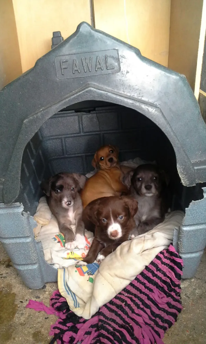 Cachorro ra a sem raça definida idade 2 a 6 meses nome Julieta