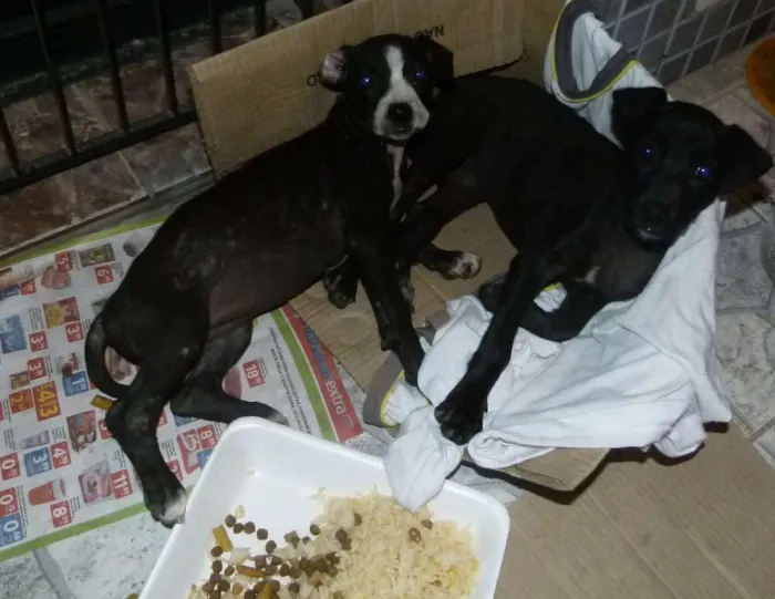 Cachorro ra a nao def  idade Abaixo de 2 meses nome duas femeas