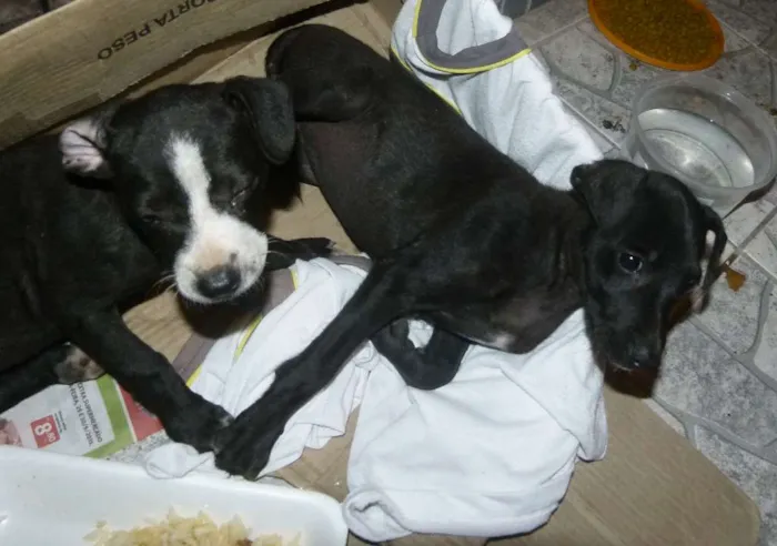 Cachorro ra a nao def  idade Abaixo de 2 meses nome duas femeas