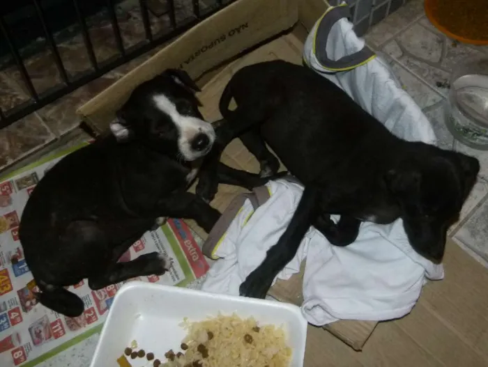 Cachorro ra a nao def  idade Abaixo de 2 meses nome duas femeas