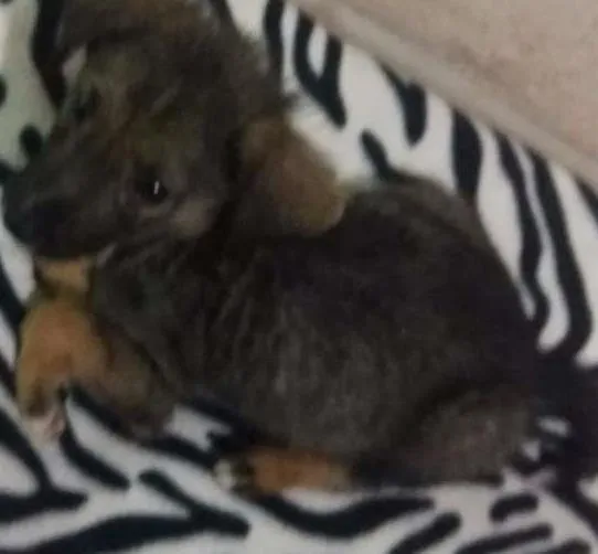 Cachorro ra a Srd idade 2 a 6 meses nome Damon