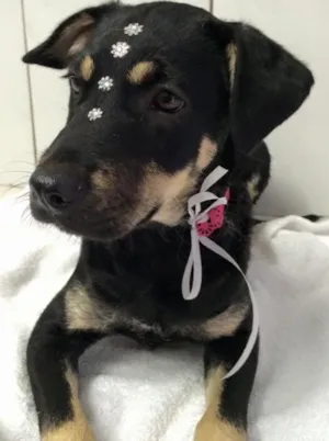 Cachorro raça Srd idade 2 a 6 meses nome Lila