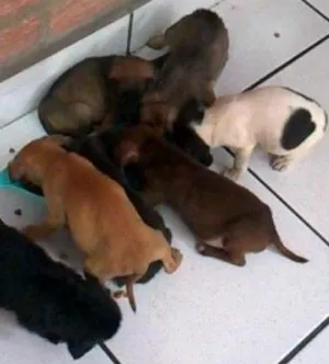 Cachorro raça  idade Abaixo de 2 meses nome São 7 Filhotes