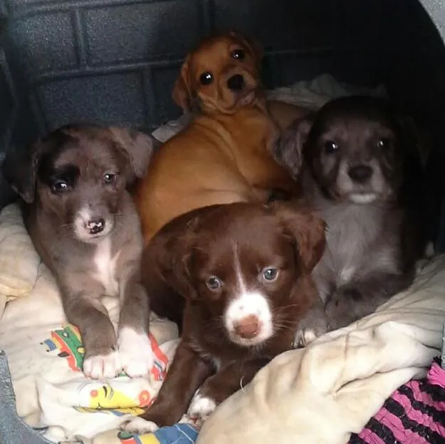 Cachorro ra a sem raça definida idade 2 a 6 meses nome Julieta