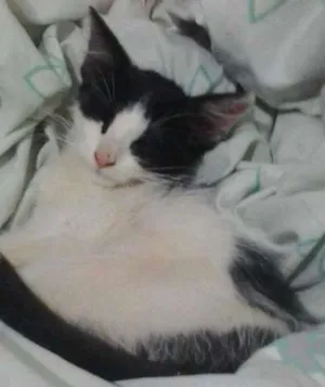 Gato raça Srd idade 2 a 6 meses nome Bolinha