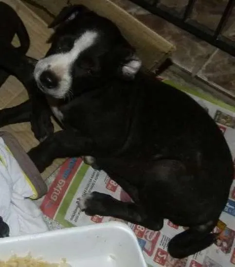Cachorro ra a nao def  idade Abaixo de 2 meses nome duas femeas