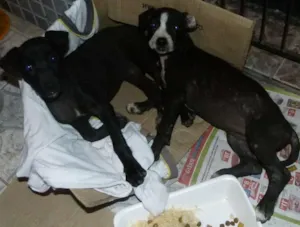Cachorro raça nao def  idade Abaixo de 2 meses nome duas femeas