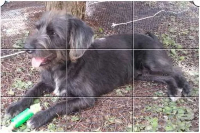 Cachorro ra a Shinauzer idade  nome zzzzzz