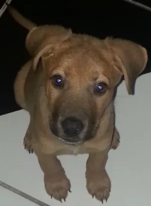 Cachorro raça shawou com viralata idade  nome boby