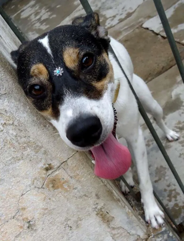 Cachorro ra a Viralata idade 2 anos nome Mel