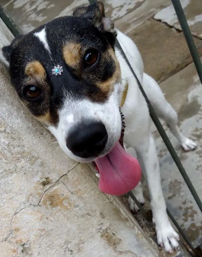 Cachorro ra a Viralata idade 2 anos nome Mel