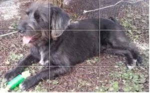 Cachorro raça Shinauzer idade  nome zzzzzz