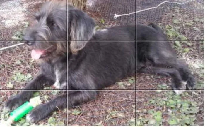 Cachorro ra a Shinauzer idade  nome zzzzzz