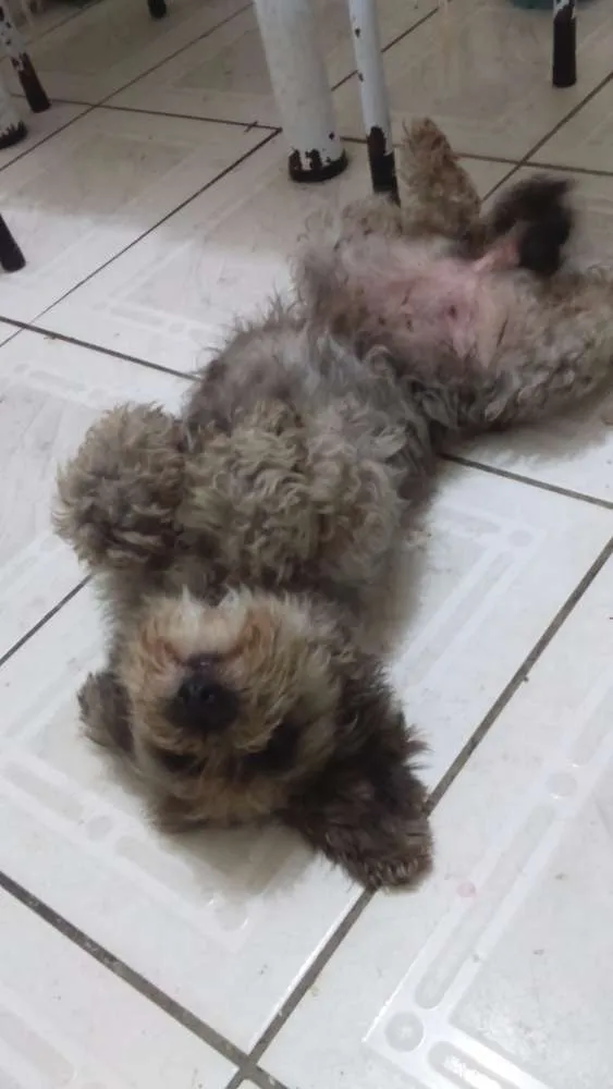 Cachorro ra a Poodo com viralata  idade 3 anos nome Jurema