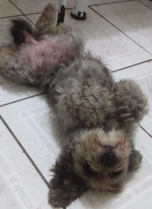 Cachorro ra a Poodo com viralata  idade 3 anos nome Jurema