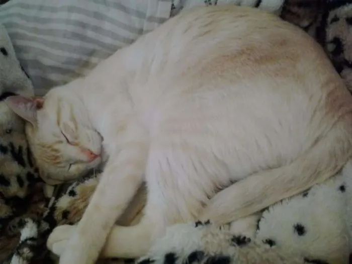 Gato ra a  idade 2 anos nome Panqueca