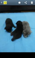 Gato
