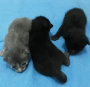 Gato raça vira Lata idade Abaixo de 2 meses nome Gato
