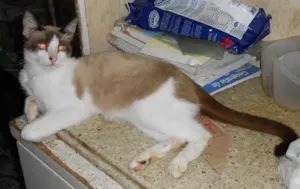 Gato raça pe duro idade 2 a 6 meses nome branco