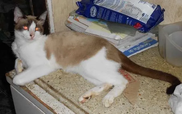 Gato ra a pe duro idade 2 a 6 meses nome branco