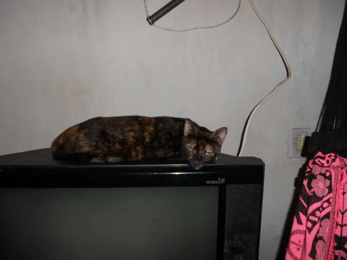 Gato ra a misturada idade 2 a 6 meses nome nega