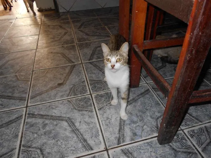 Gato ra a normal idade 1 ano nome naninha
