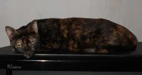 Gato ra a misturada idade 2 a 6 meses nome nega