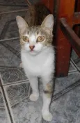 naninha