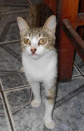 Gato raça normal idade 1 ano nome naninha