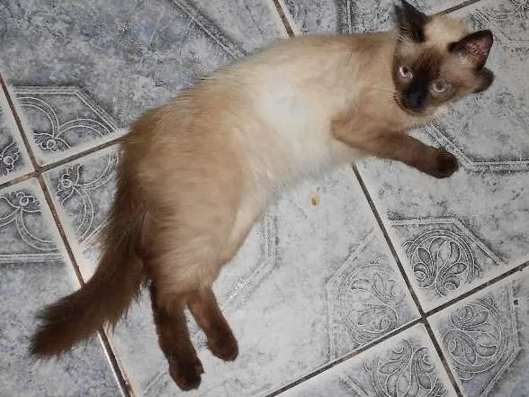 Gato ra a cianeza idade 2 a 6 meses nome macaca