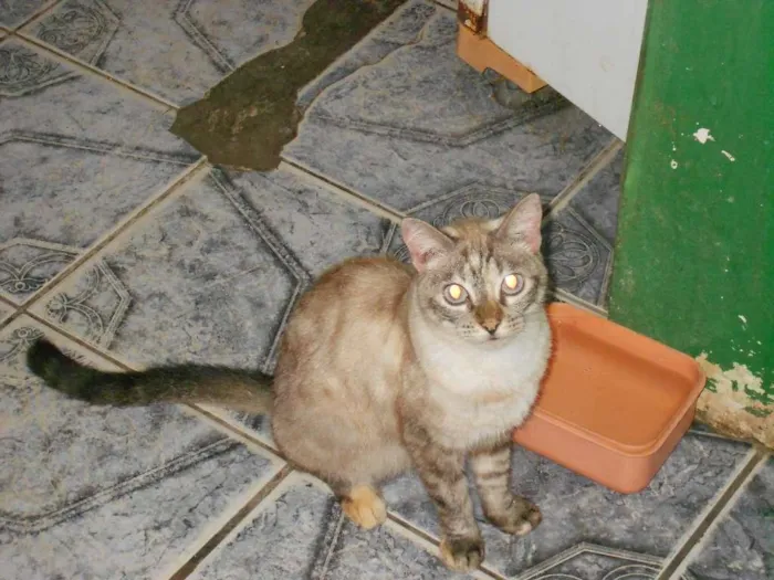 Gato ra a misturada idade 2 a 6 meses nome maninha 
