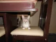 cininha 