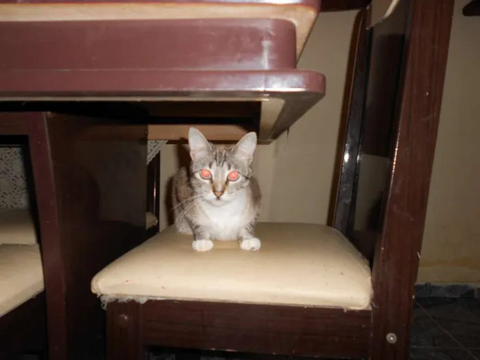 Gato ra a misturada  idade 2 a 6 meses nome cininha 