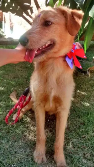 Cachorro raça SRD idade 7 a 11 meses nome Flor