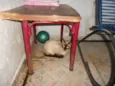 maluquinha