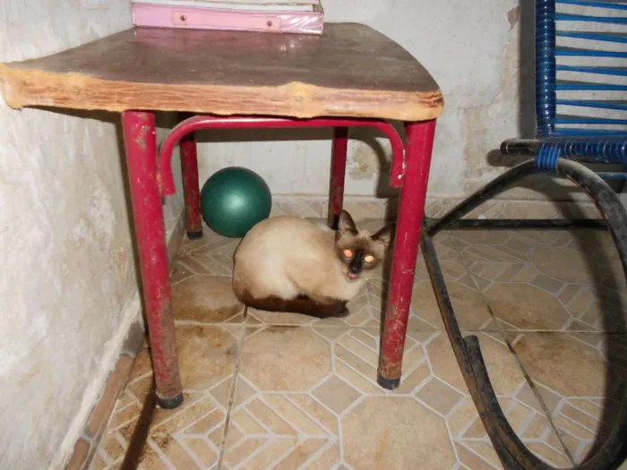 Gato ra a cianeza idade 2 a 6 meses nome maluquinha