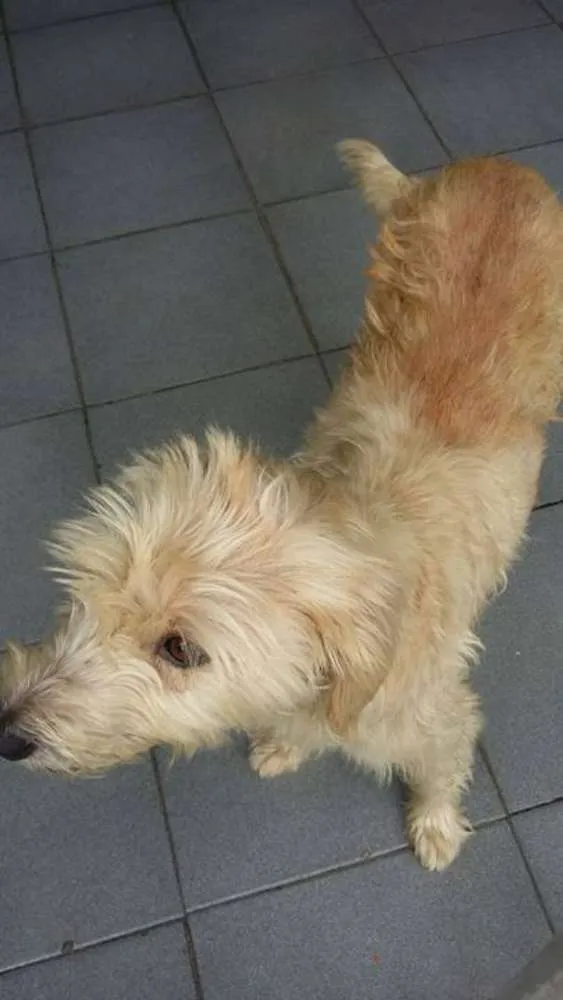 Cachorro ra a SRD idade 2 anos nome Pandora