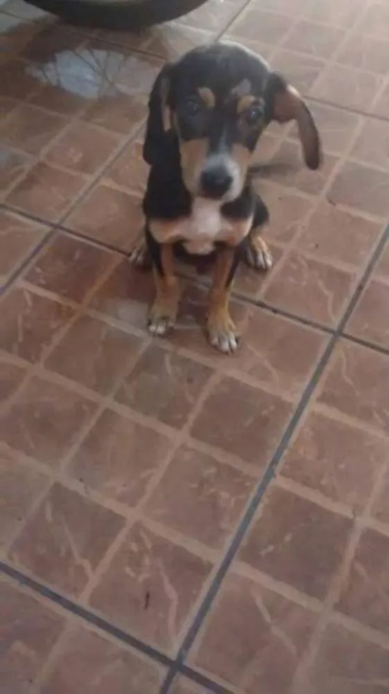 Cachorro raça VIRALATA idade 2 a 6 meses nome SEM NOME FIXO DEFINIDO 