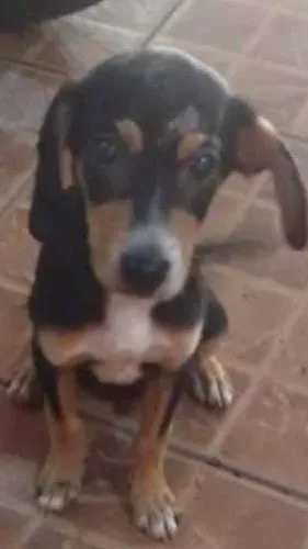Cachorro raça VIRALATA idade 2 a 6 meses nome SEM NOME FIXO DEFINIDO 