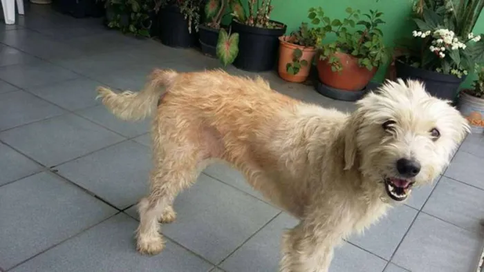 Cachorro ra a SRD idade 2 anos nome Pandora