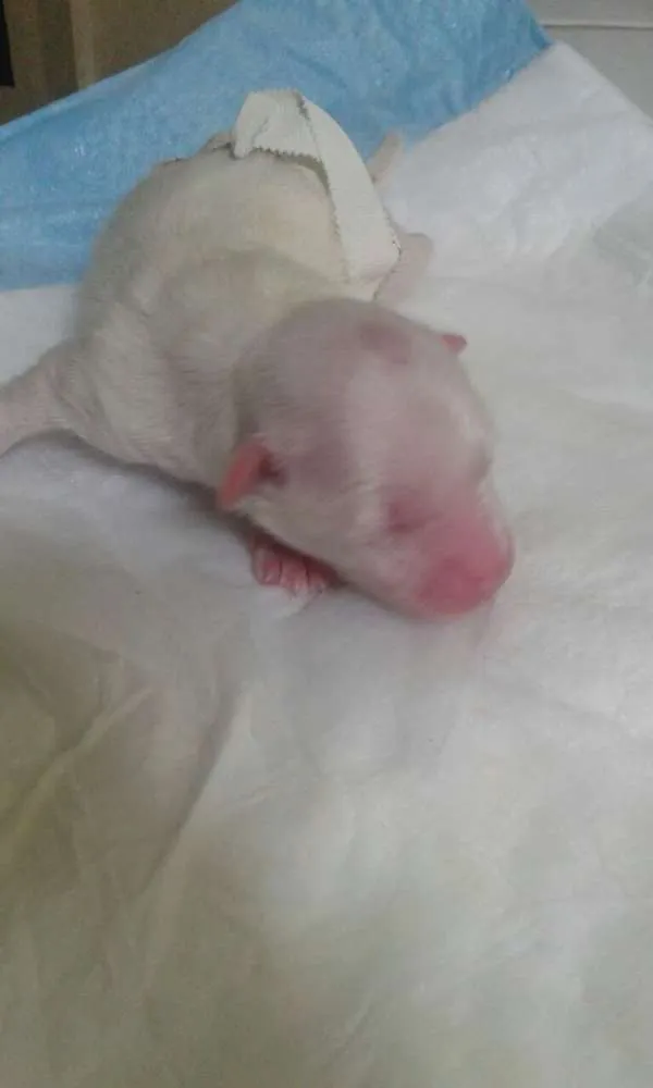 Cachorro ra a Maltês idade Abaixo de 2 meses nome Costinha