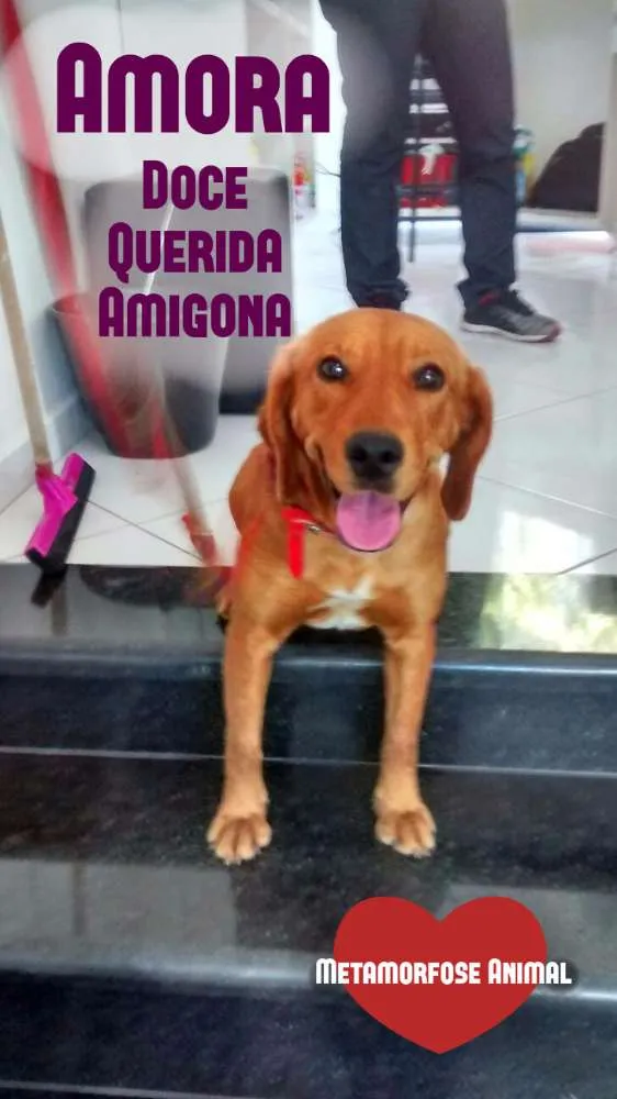 Cachorro ra a SRD idade 7 a 11 meses nome Amora