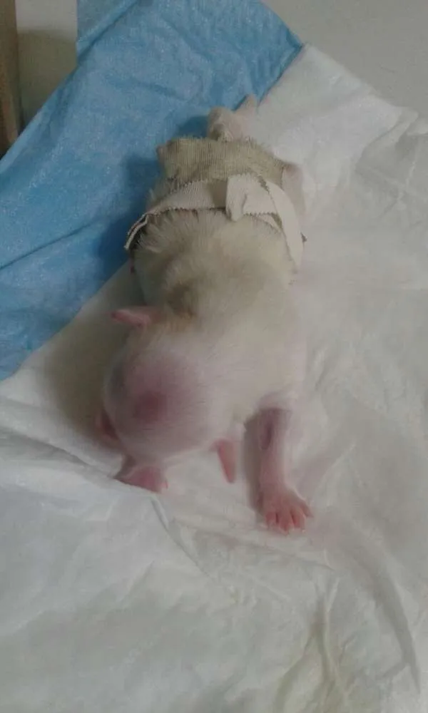 Cachorro ra a Maltês idade Abaixo de 2 meses nome Costinha
