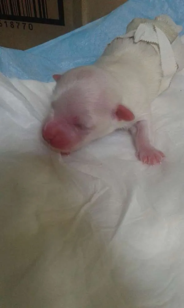 Cachorro ra a Maltês idade Abaixo de 2 meses nome Costinha