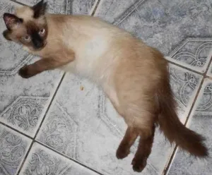 Gato raça cianeza idade 2 a 6 meses nome macaca