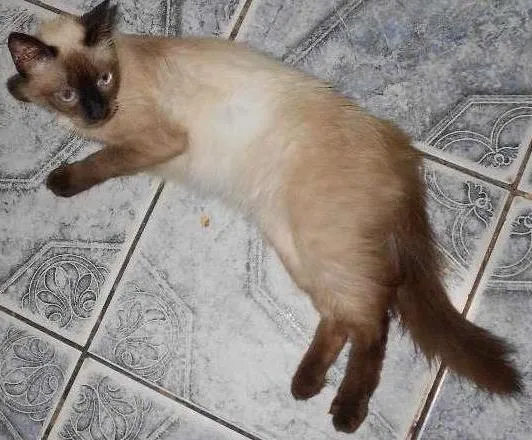 Gato ra a cianeza idade 2 a 6 meses nome macaca