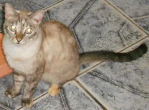 Gato raça misturada idade 2 a 6 meses nome maninha 