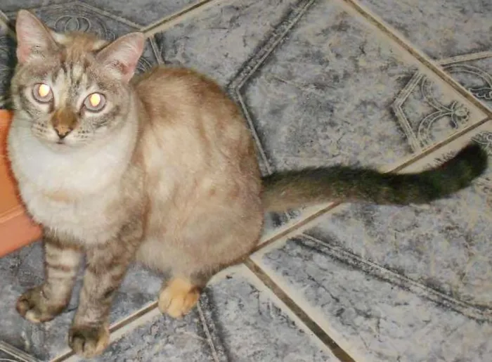 Gato ra a misturada idade 2 a 6 meses nome maninha 